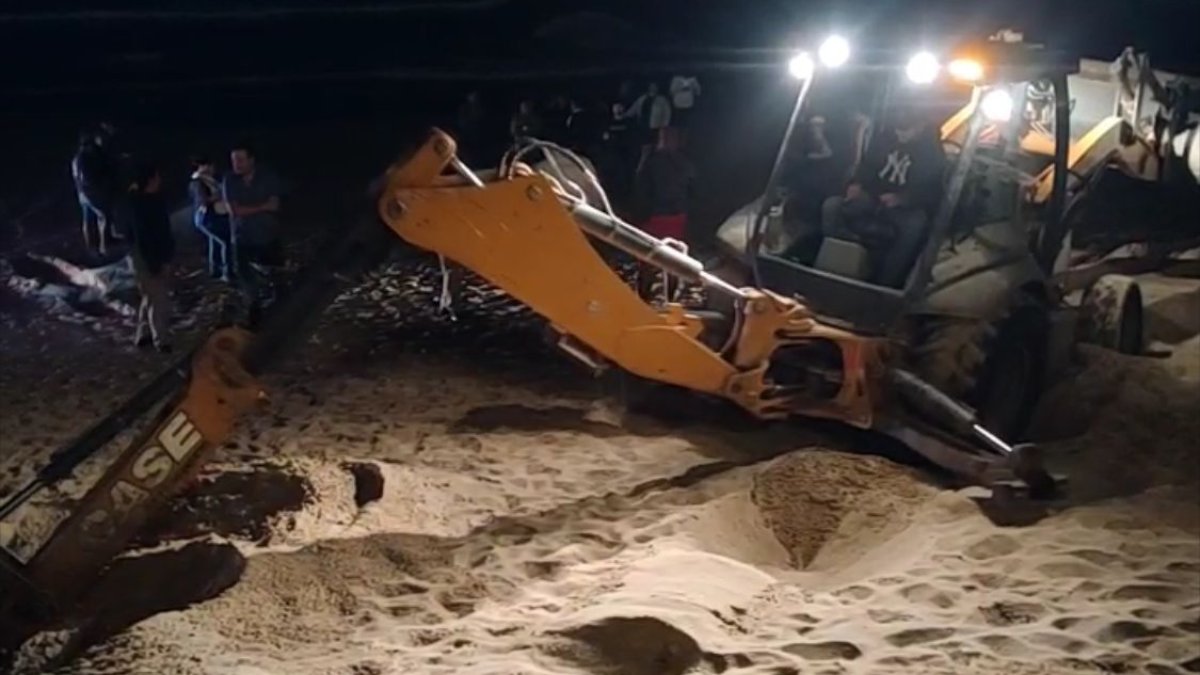 Sepultan a ballena que falleció enmallada en playas de Mazatlán