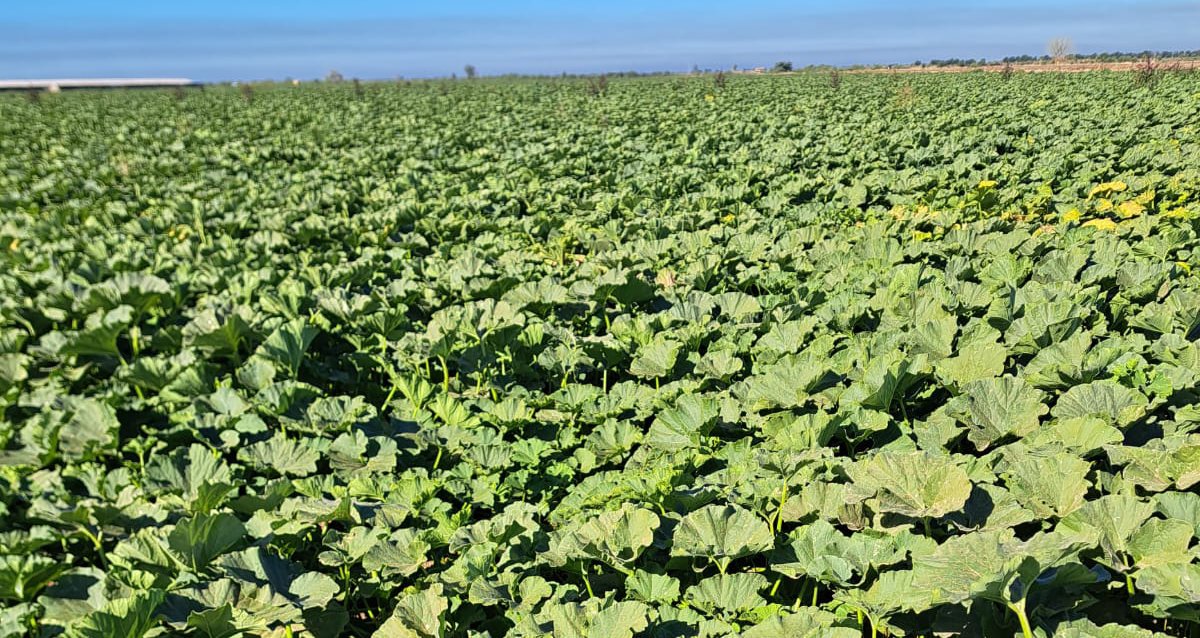 Segunda tormenta invernal no dejó afectaciones a la agricultura sinaloense: Agricultores