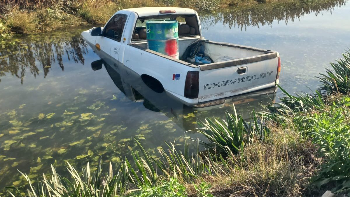 ¡Se le atravesó una vaca! Conductor choca con ganado y termina en un canal, en Guasave