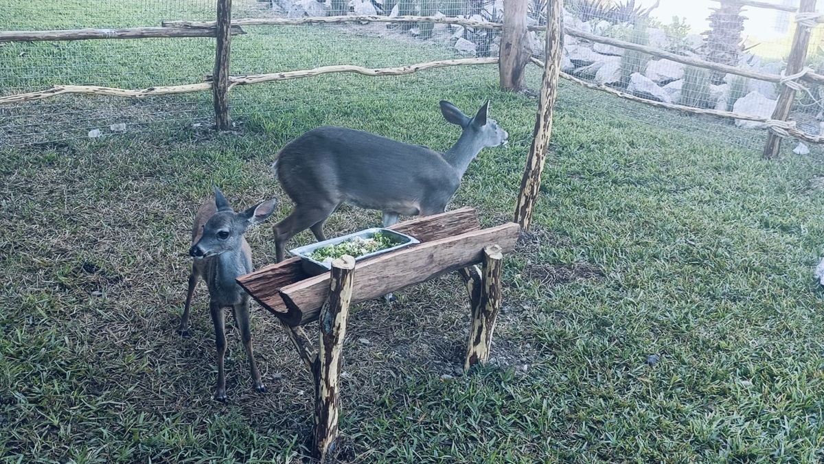 Venaditos cola blanca Bambina y Teo estrenan hábitat en el Gran Acuario de Mazatlán