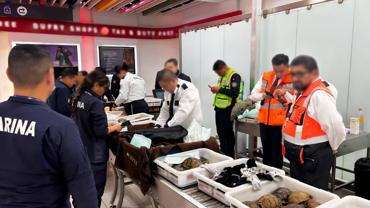 Intentan traficar 137 animales desde AICM a Japón; Profepa los asegura