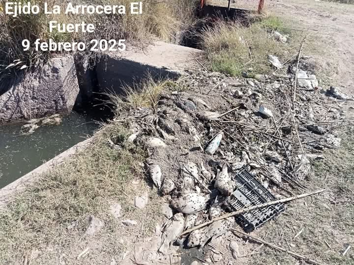 Temen vecinos consumir agua contaminada del canal con peces muertos y gusanos en el Ejido La Arrocera, Ahome