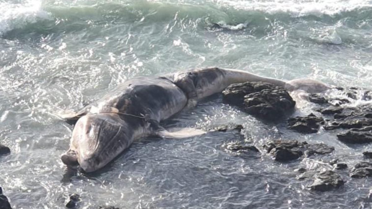 Aparece ballena sin vida en costas de Mazatlán