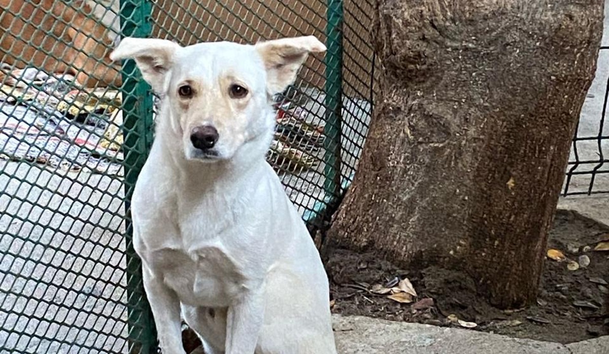Apoyan en Mazatlán creación de Fiscalía Especializada en Protección Animal