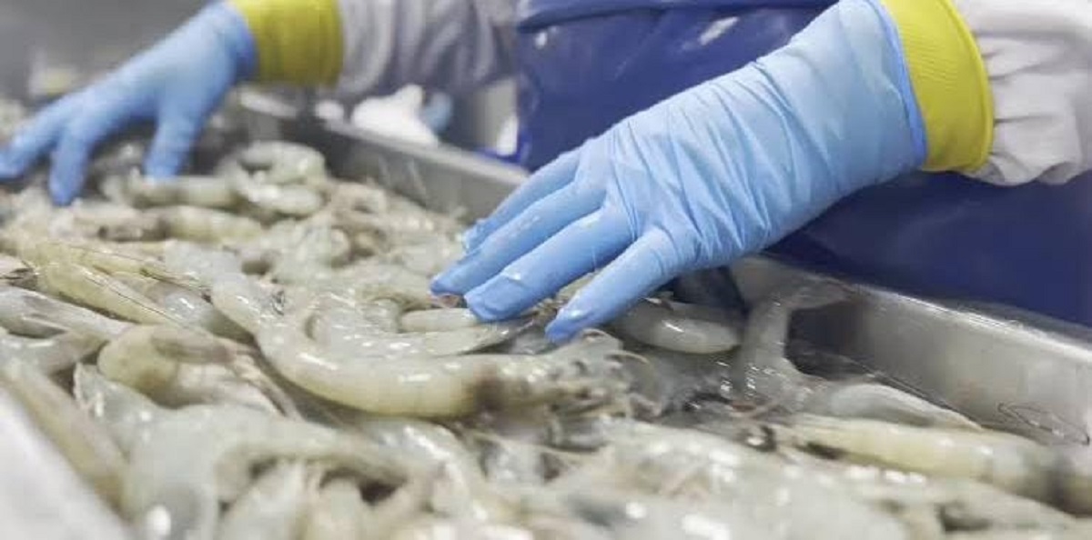 Sin camarón y sin trabajo; piden mujeres empacadoras ser incluidas en el Bienpesca