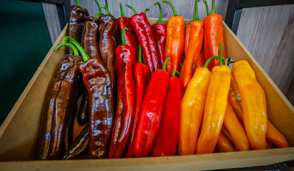 Chile mantiene buen precio, el tomate quizás alto, a comparación del año pasado: AARP