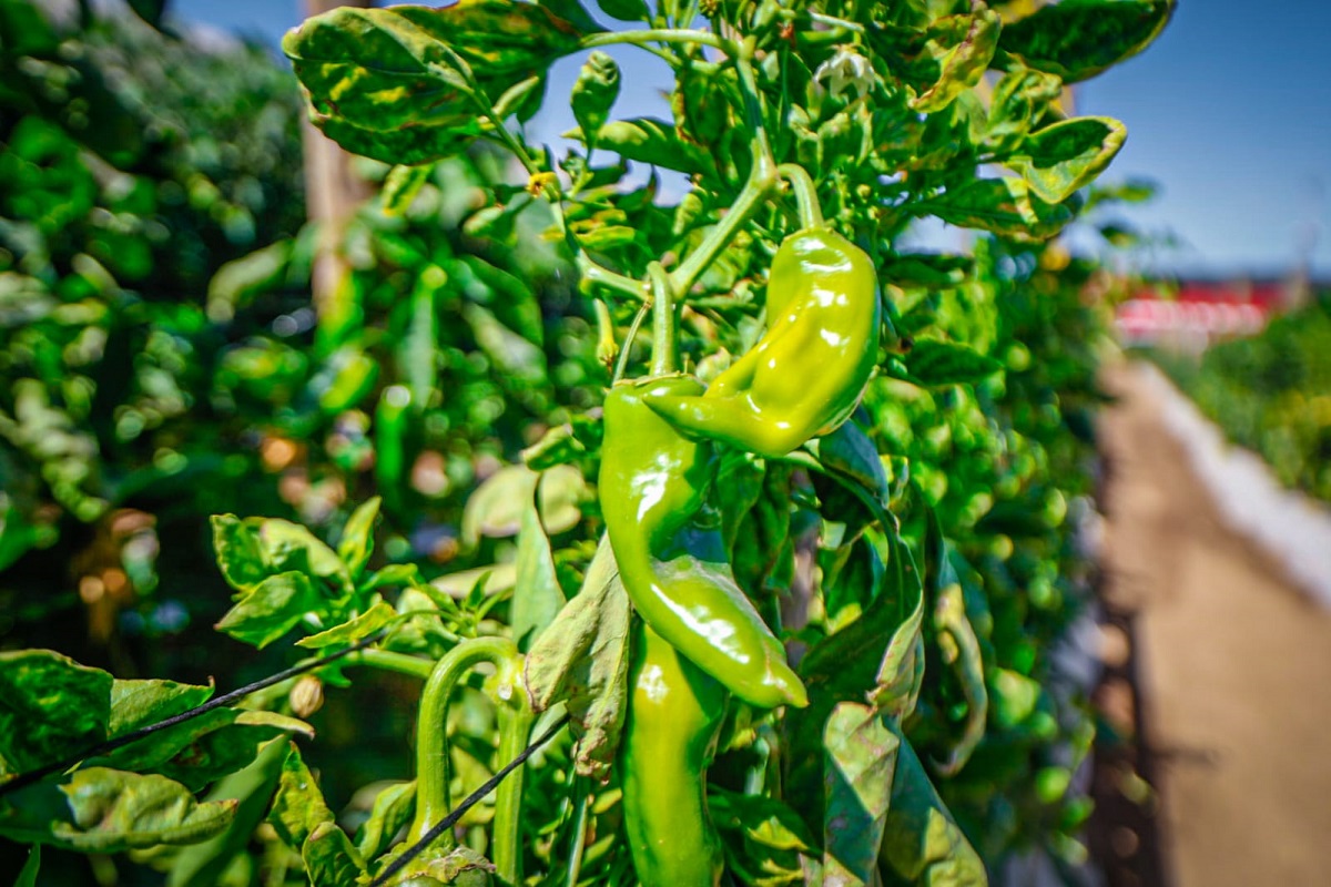 El chile y calabaza de Sinaloa cubren mercado norteamericano; el reto está en los precios: horticultores