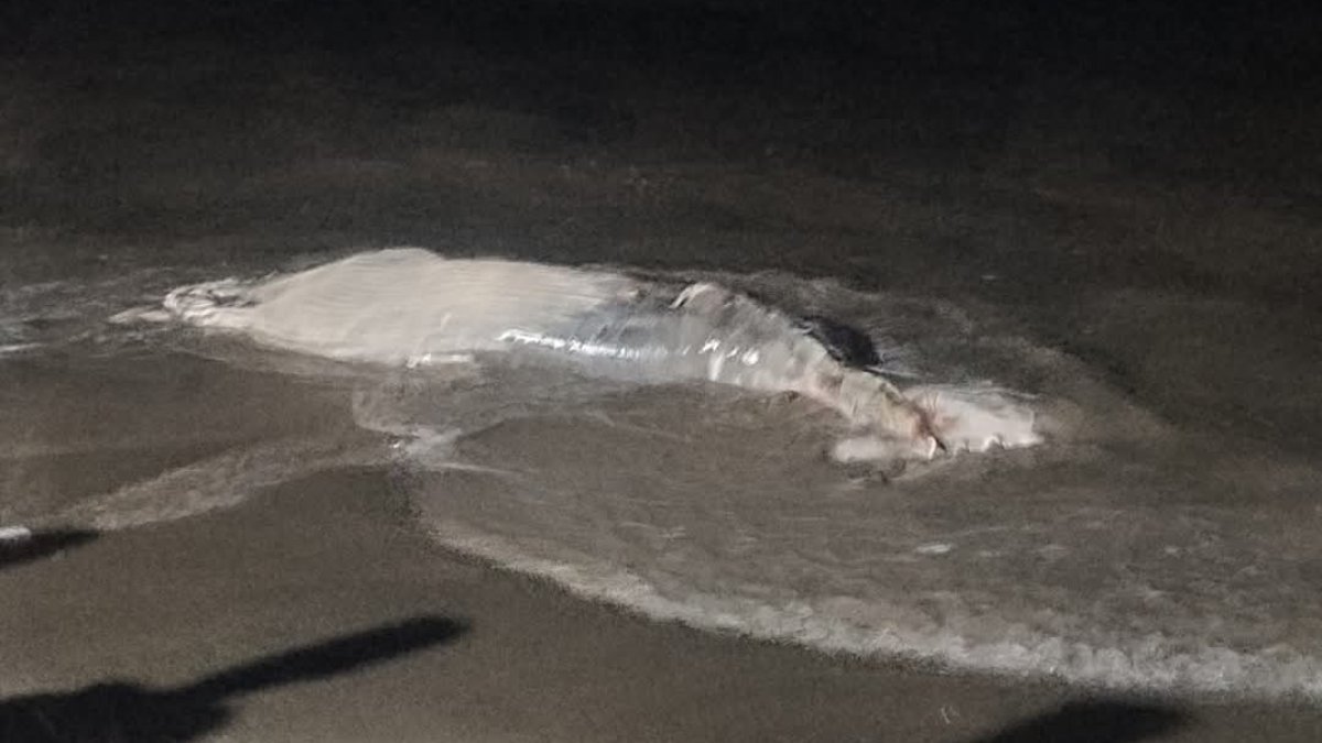 Aparece cría de ballena sin vida en Playa Norte de Mazatlán