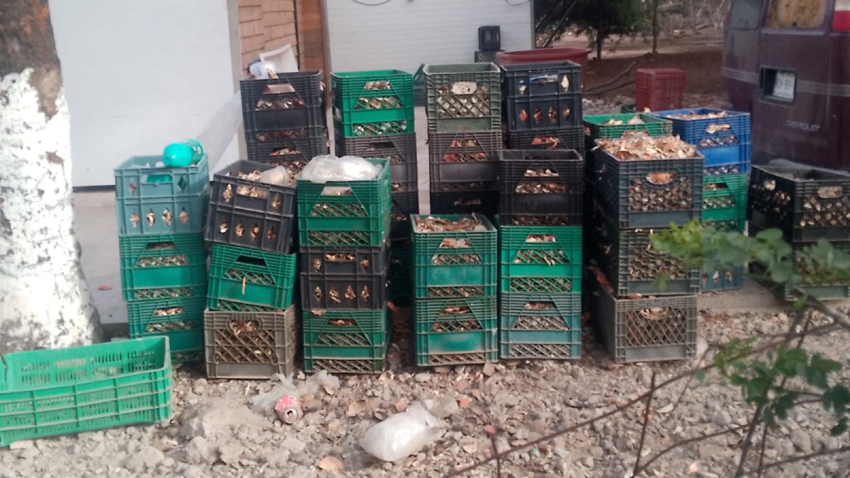 Vecinos de Bachomobampo 2 desesperados por fétidos olores de procesadora de mariscos