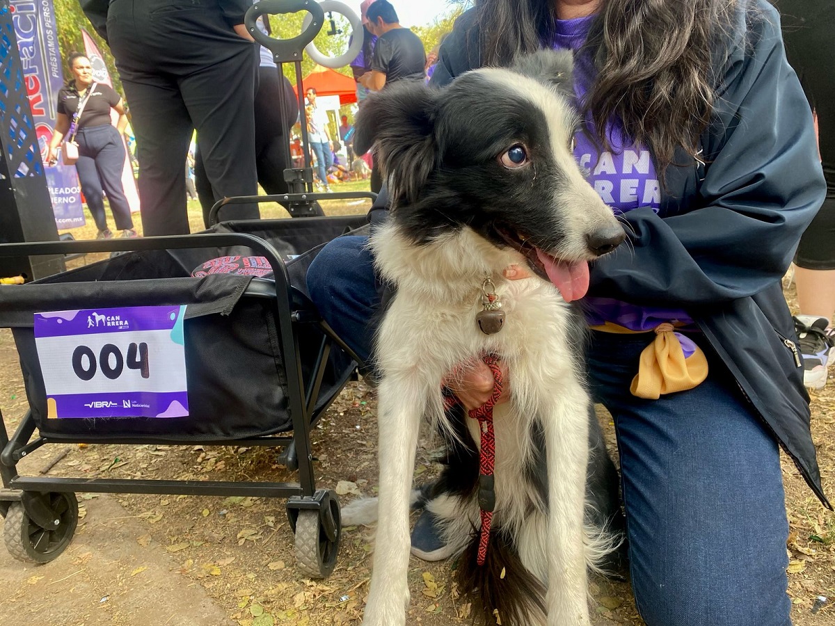 ‘Gaita’, la perrita invidente, lleva 4 años corriendo en la Canrrera con su hermanita ‘Chelo’