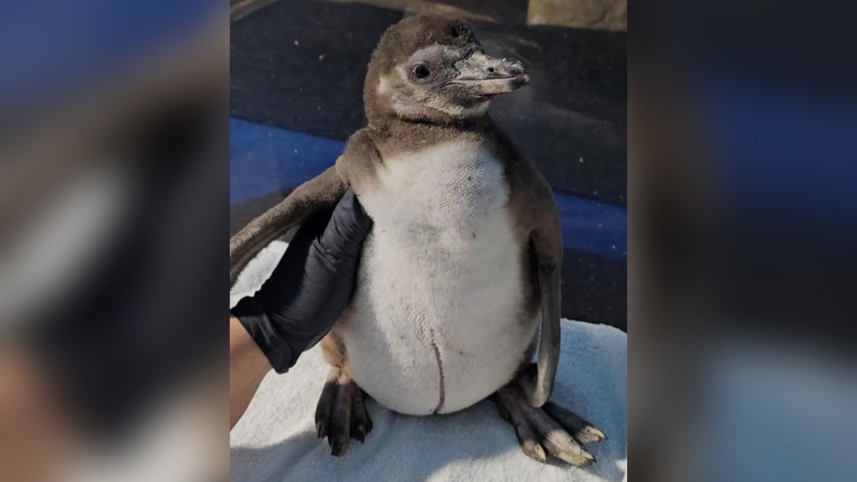 Humboldt cumple 3 meses de nacido en el Acuario Mar de Cortés, en Mazatlán