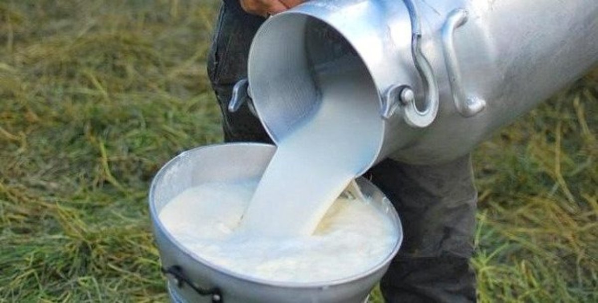 Pega por todos lados el calor; sufre principal cuenca lechera de Sinaloa disminución en la producción diaria