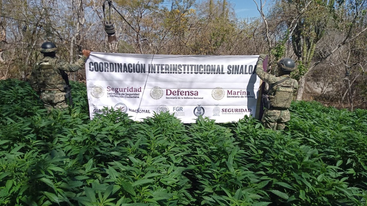 ¡Eran tres plantíos! Autoridades localizan y eliminan más de 11 toneladas de marihuana en Elota  