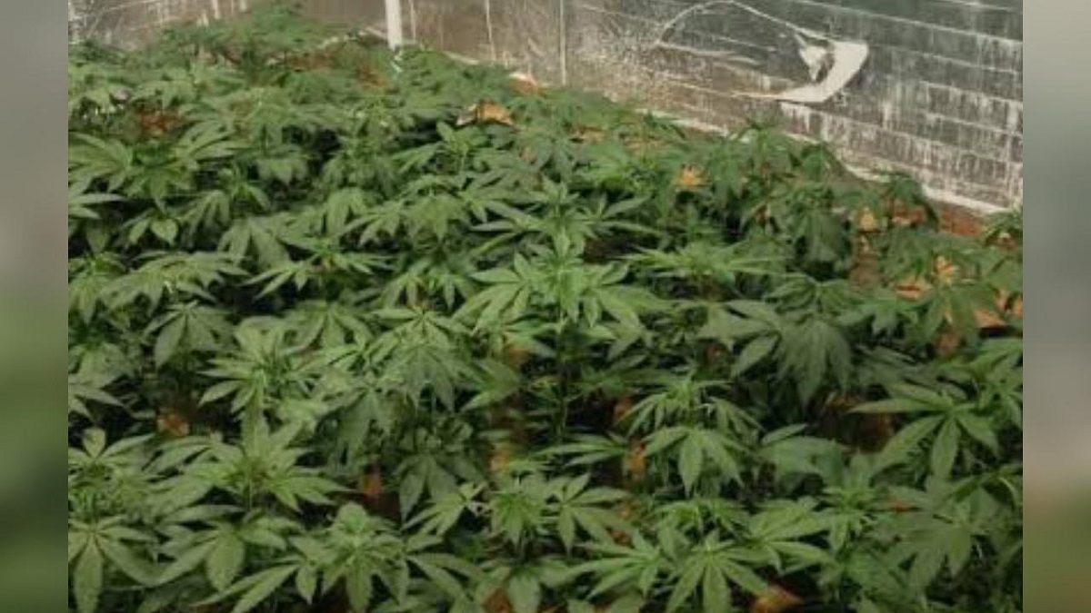 ¡Había 78 plantas! ‘Revientan’ invernadero de mariguana en Villa Juárez, Navolato