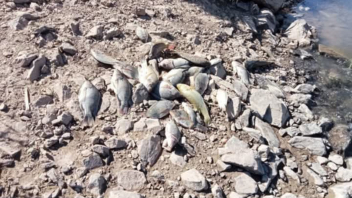 Mortandad de peces en canal de riego deja sin servicio de agua en La Arrocera