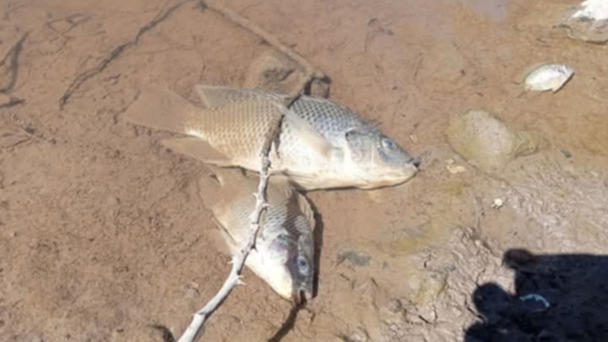 Coepriss no encontró contaminación en agua del canal de El Fuerte tras la muerte de peces