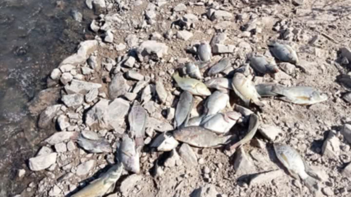Coepriss investiga contaminación de un canal en El Fuerte, tras la muerte masiva de peces