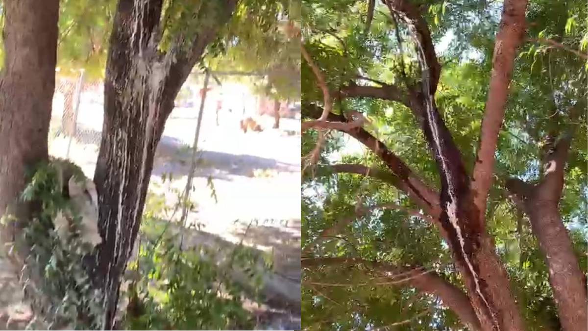 Árbol de Neem, que intoxicó a niño en kínder de Guasave, tiene hongo y probablemente sea cortado