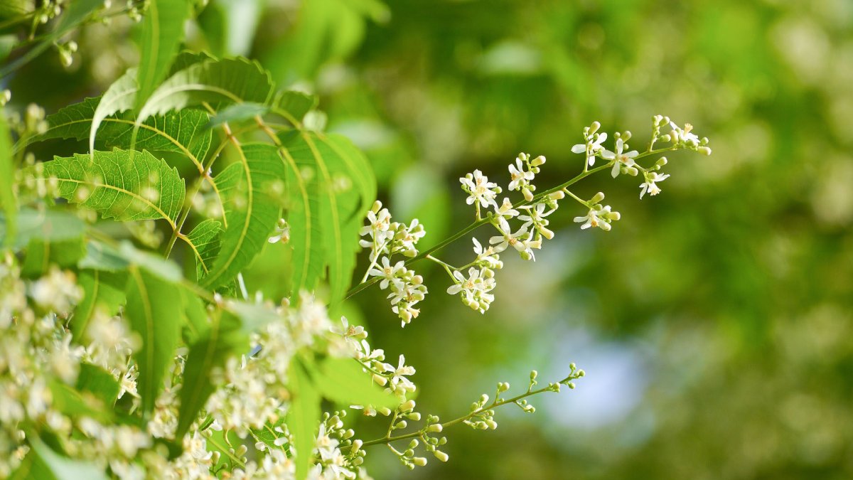 Hay al menos 12 árboles de Neem afectados por hongo: Ecología hace barrido en Las Moritas, Guasave