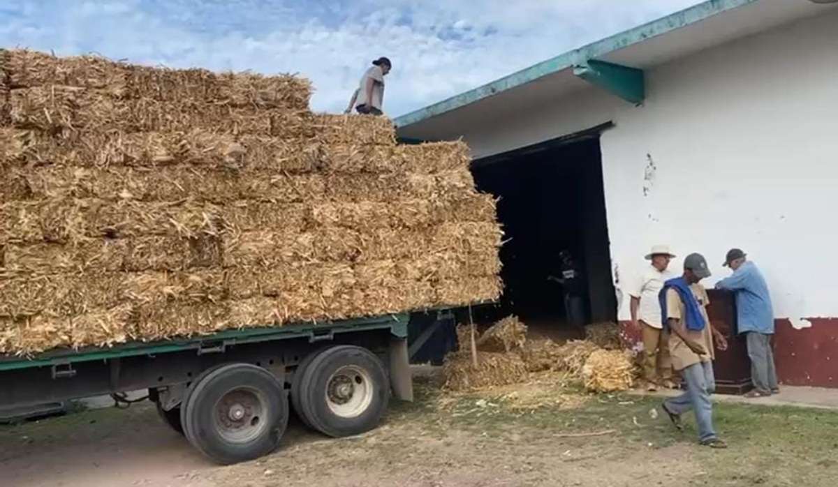 Se han entregado 23 mil pacas a ganaderos; esta semana se rebasarán las 30 mil: Gobernador