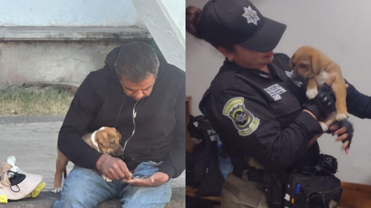 ¡Llegó la ayuda! Rescatan a perrita maltratada por indigente en Guasave, el hombre fue detenido