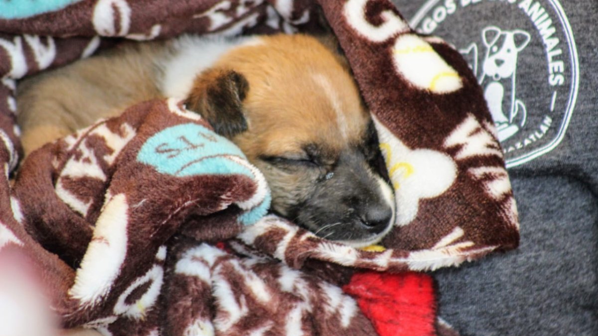 cachorro de perro