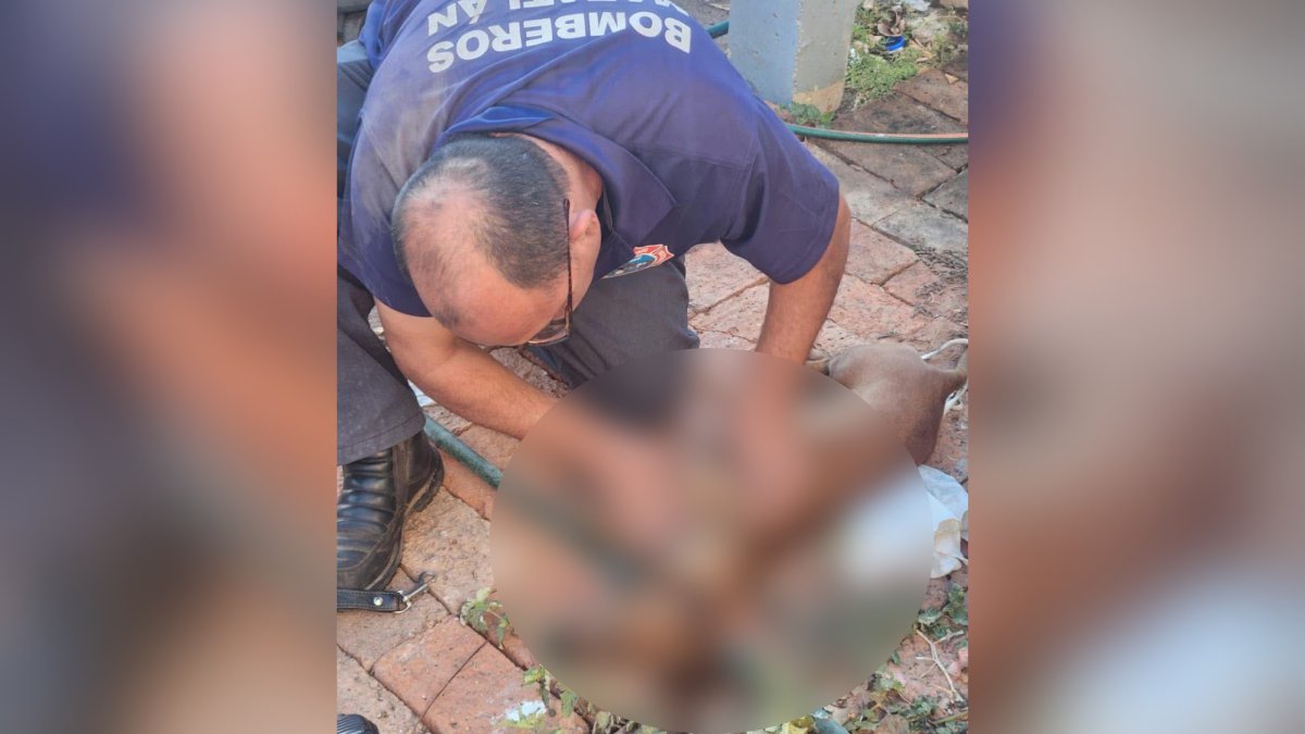 Pese a esfuerzos de reanimación, perrito pierde la vida luego de incendiarse su casa en Mazatlán