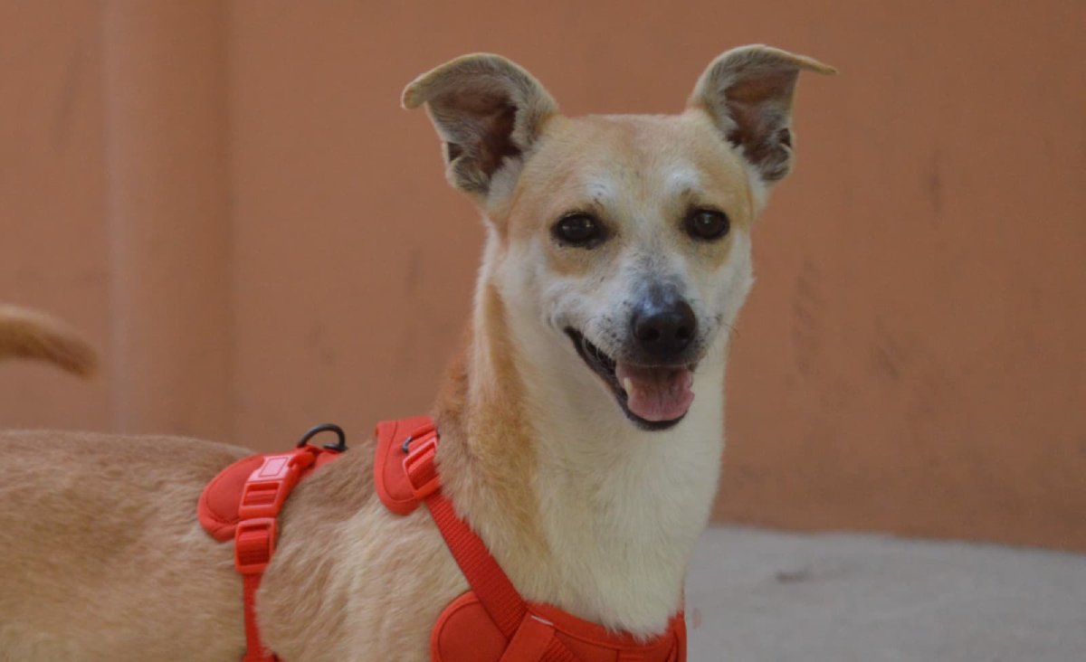 Serán 10 perritos los que se pongan en adopción durante la 3ra jornada de Huellitas del Bienestar en Mazatlán