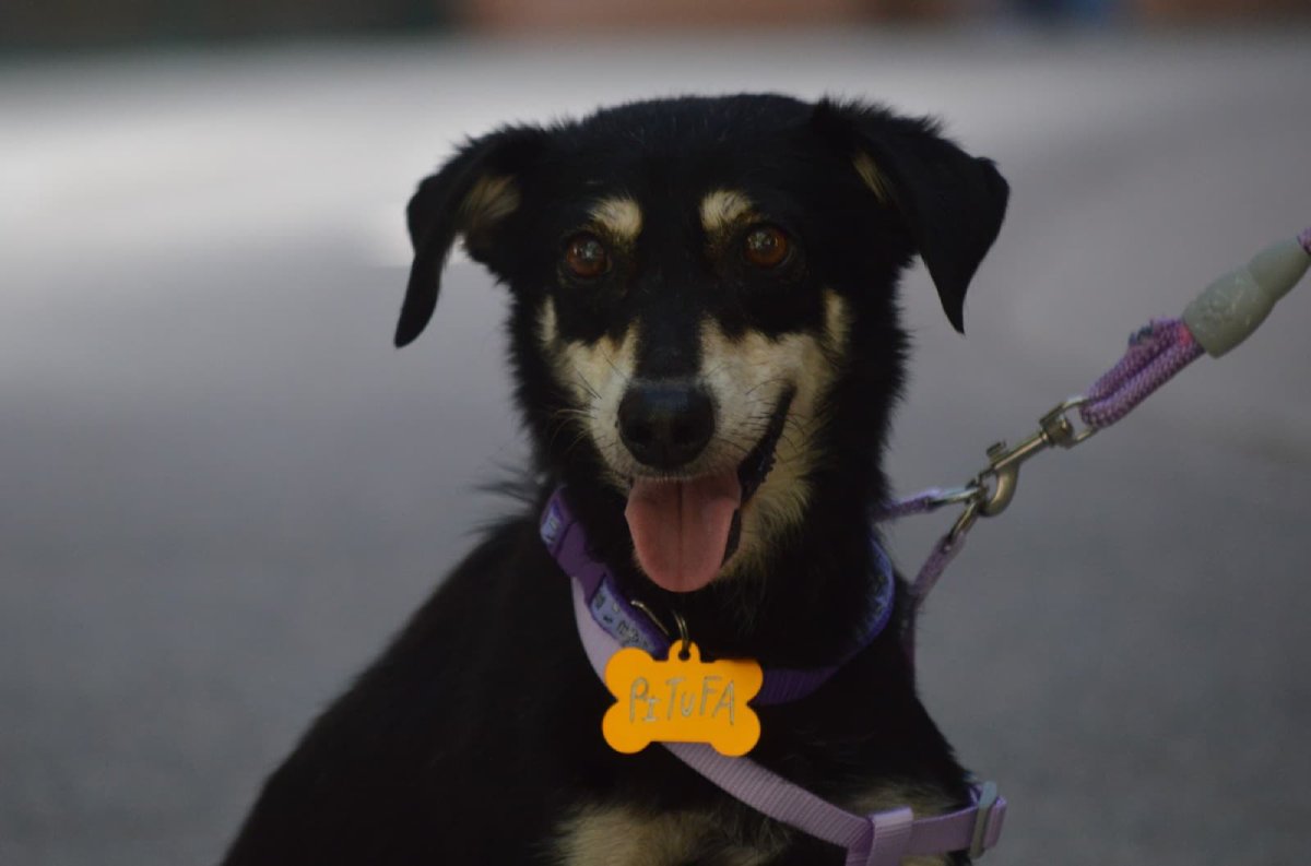 Perrito que será dado en adopción