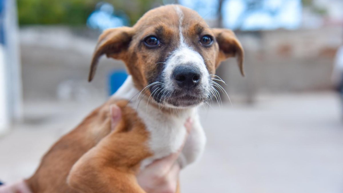 Promueven en Ahome la adopción responsable de mascotas, publicaran sus fotos en redes sociales