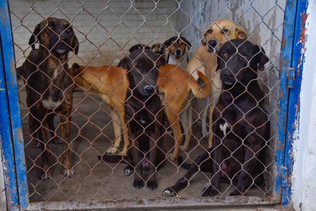 Rehabilitarán Centro de Control y Bienestar Animal en Ahome, destacan animalistas