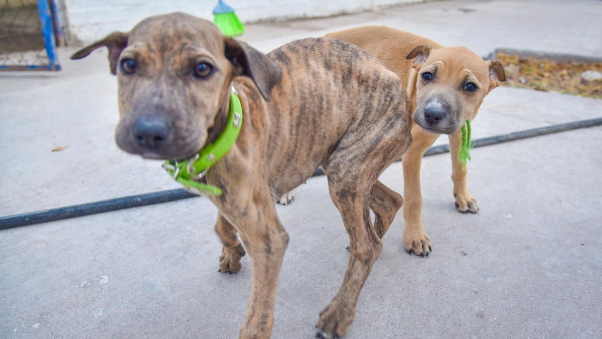 Perros, gatos, borregos y hasta vacas: la otra cara del desplazamiento forzado en Sinaloa