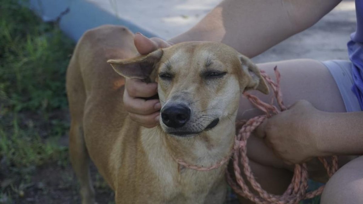 Proyecto de parque para perritos en Mazatlán podría retomarse: Regidora