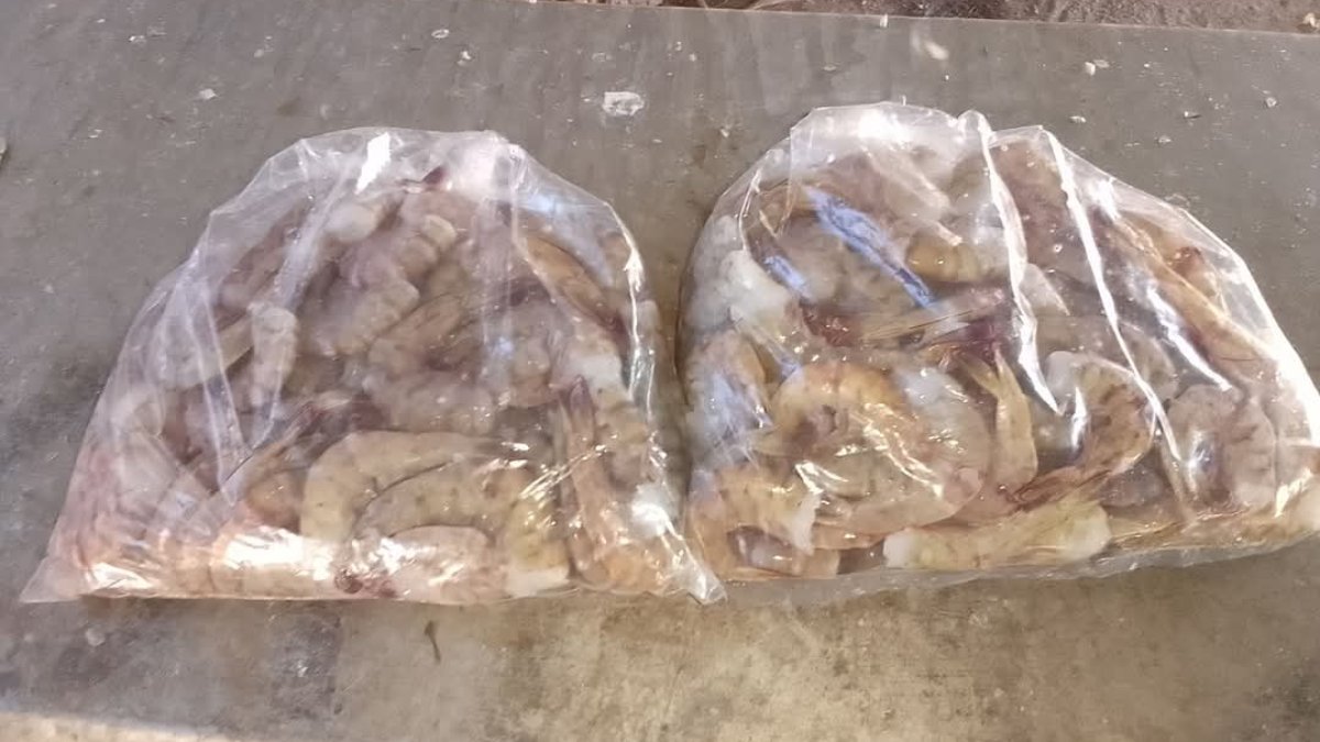 Sin freno pesca furtiva de camarón en Sinaloa, acusan Armadores de Topolobampo       