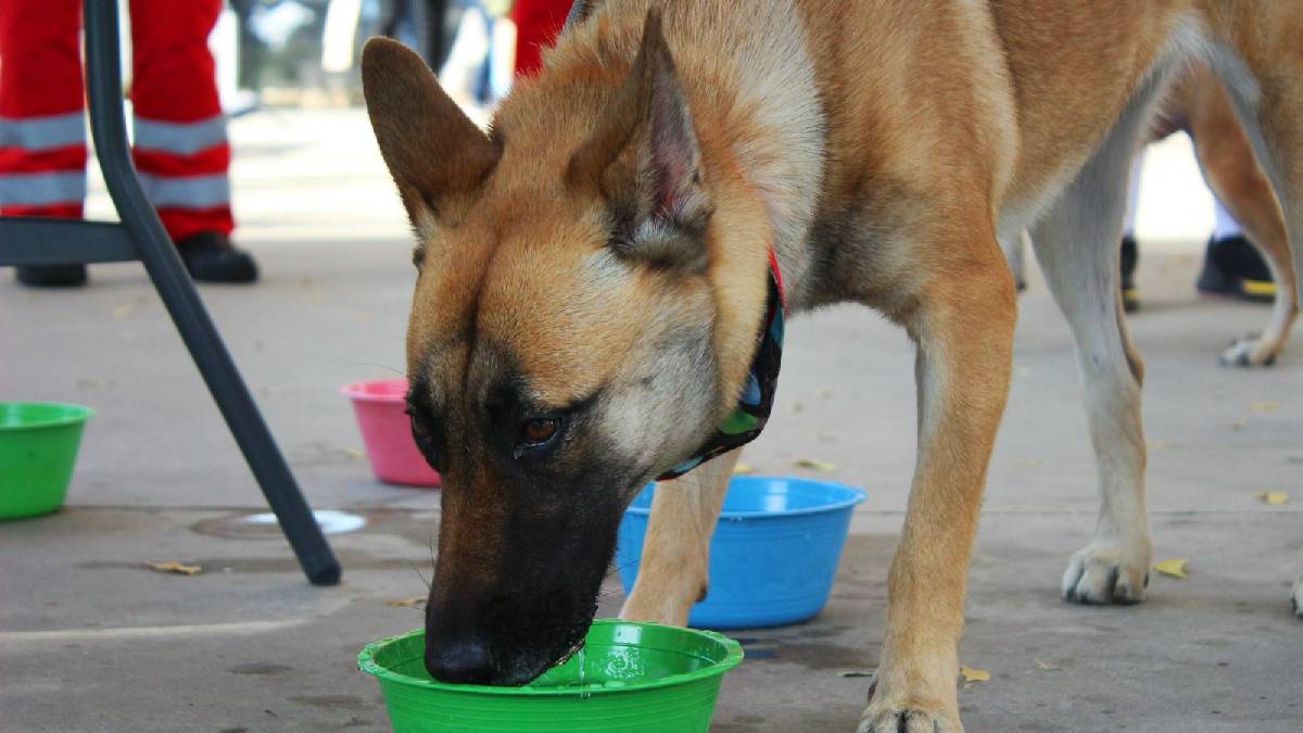 ¿Les das una pata? Más de 50 perritos buscan un hogar en el refugio Amigos de los Animales