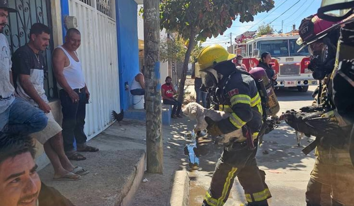 ¡Todos son importantes! Rescatan a dos perritos, una gallina y un gallo de incendio en Mazatlán