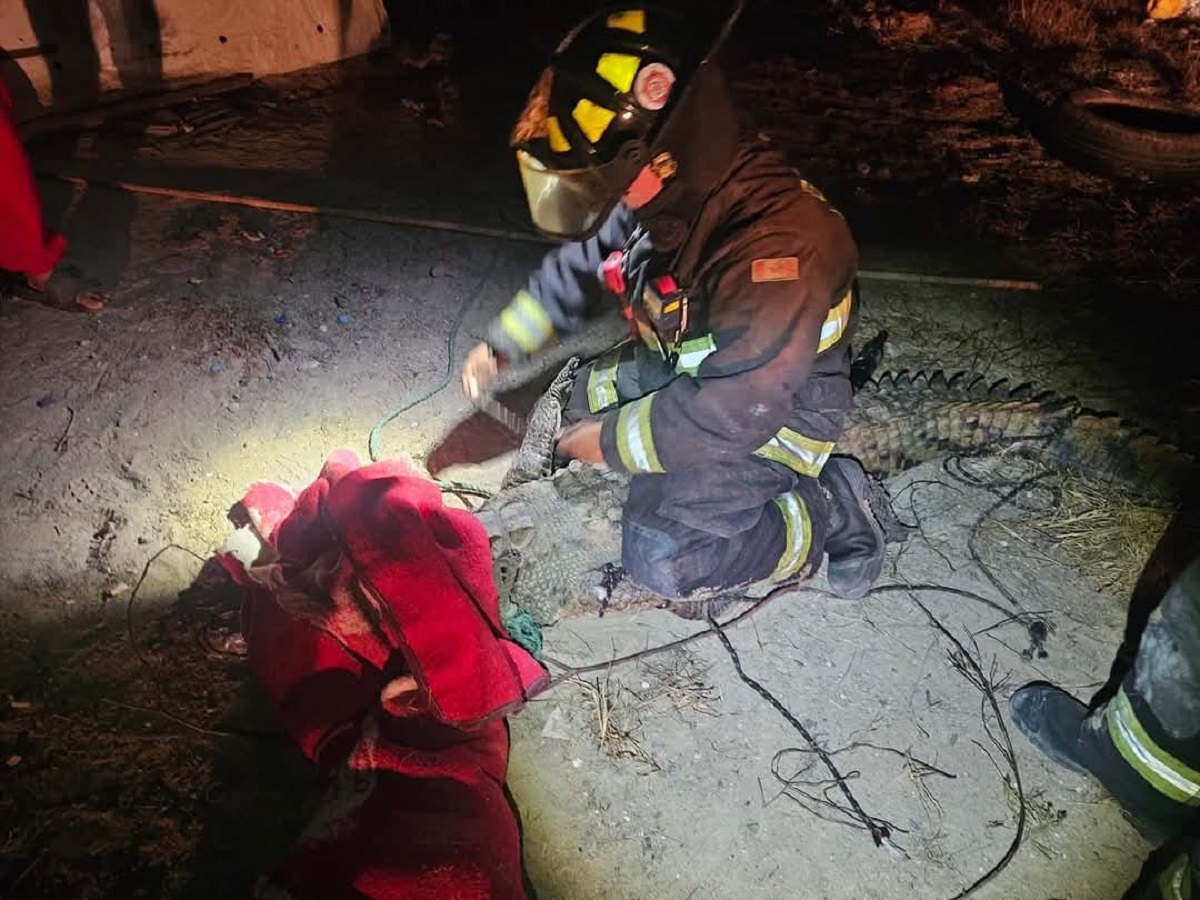 Rescatan cocodrilo en avenida Ernesto Coppel en Mazatlán