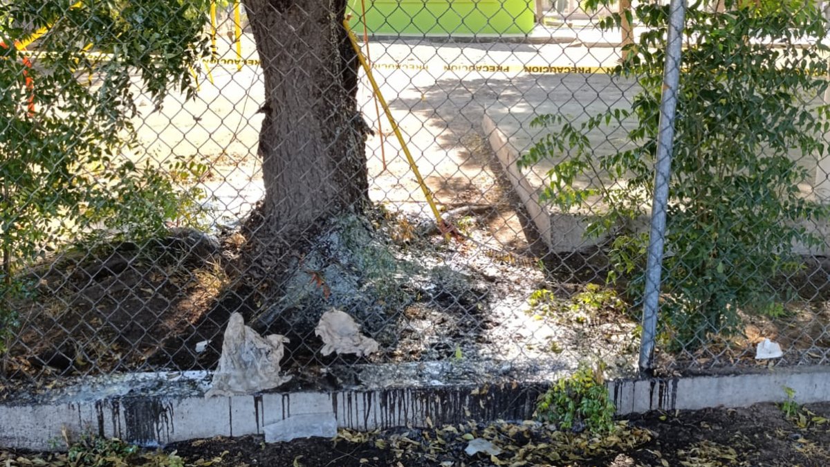 Preocupa secreción en Neem en Guasave; es un árbol que normalmente repele plagas: Ecología