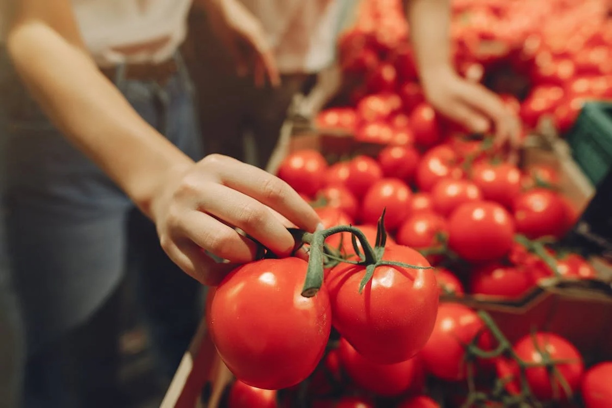 Gobierno Federal apoyará a exportadores de tomate tras imposición de aranceles por parte de EU: Vocería