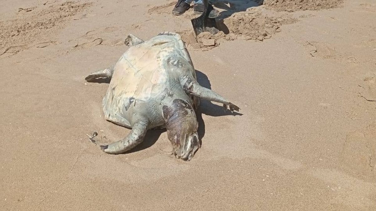‘El desamor por el planeta’ Localizan tortuga sin vida en playas de Mazatlán; ingesta de plástico pudiera ser la causa