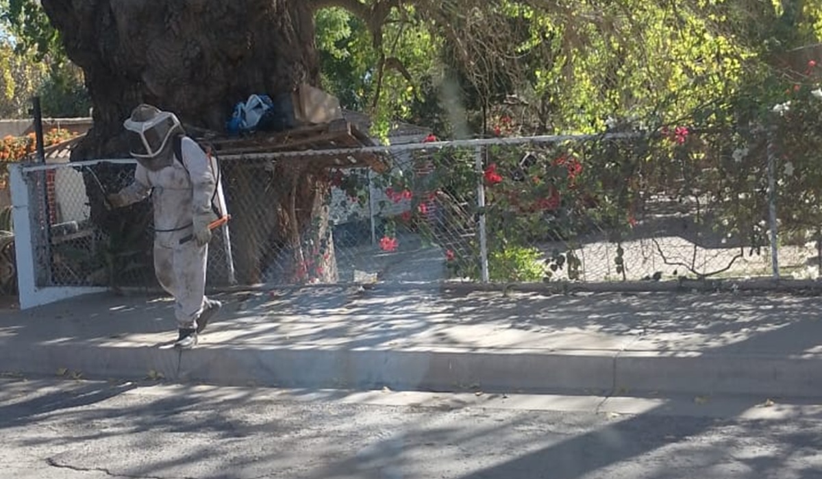 Tres personas lesionadas deja ataque de abejas en el ejido Macapule, Ahome