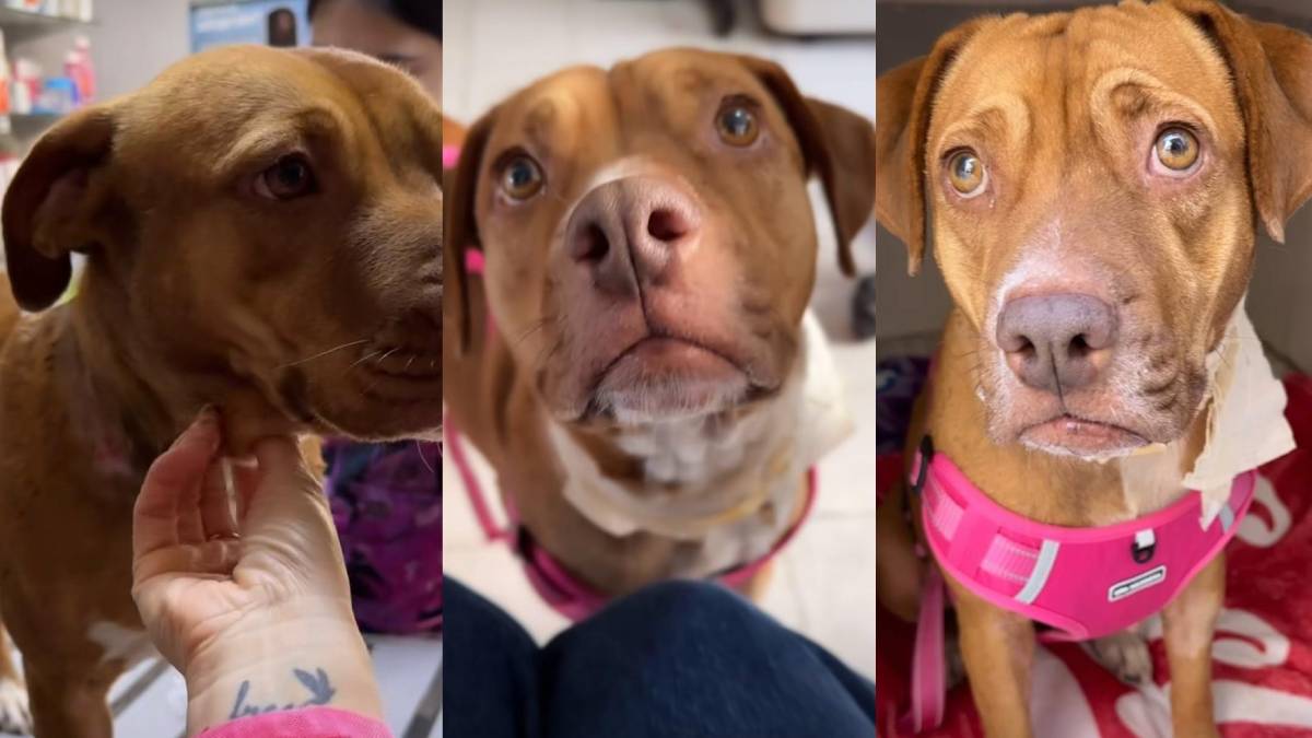 ¡Vida te necesita! La perrita que sobrevivió a un encadenamiento en Mazatlán necesita un hogar temporal
