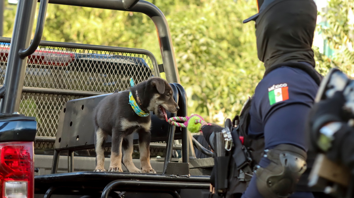 ‘Chase’, perrito rescatado es el nuevo miembro de la Secretaría de Seguridad Pública