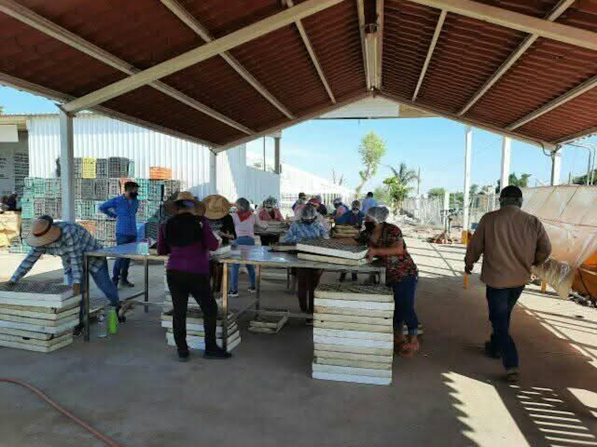 Aranceles de EUA a hortalizas acabarían con industria exportadora de más de 80 años: Productor