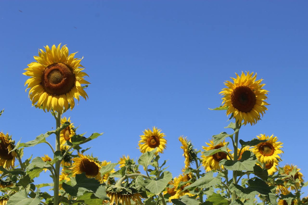 ¡No es Mocorito! Florecen en Corerepe 100 hectáreas de girasoles