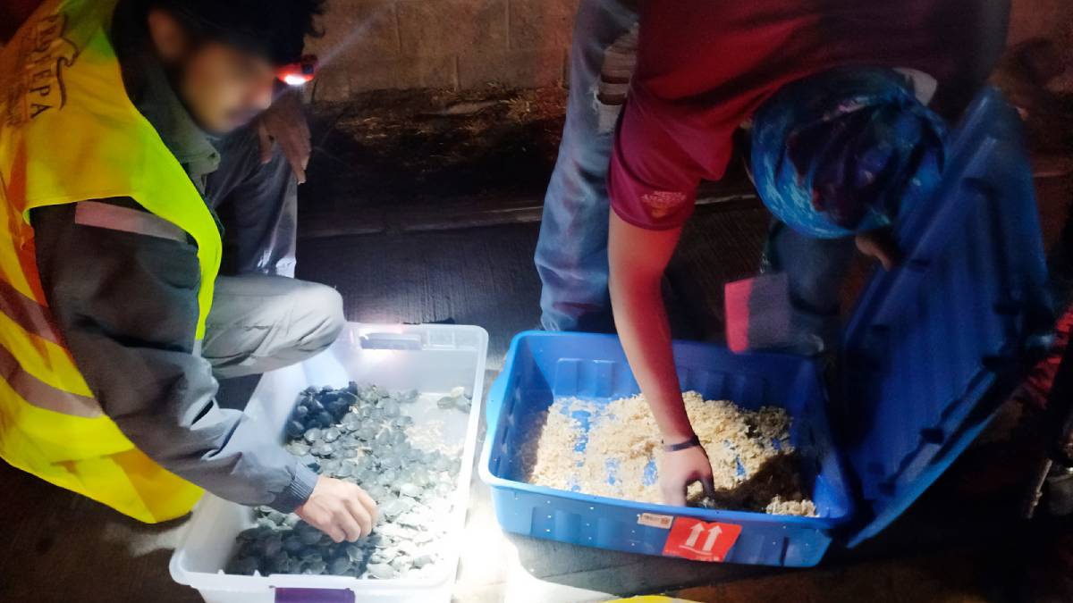 Profepa detiene tráfico ilegal de 320 tortugas pavo real