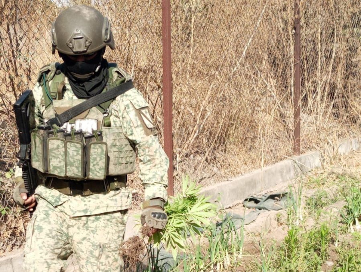 Localizan pequeño sembradío de mariguana en una vivienda en Estación Bamoa, Guasave