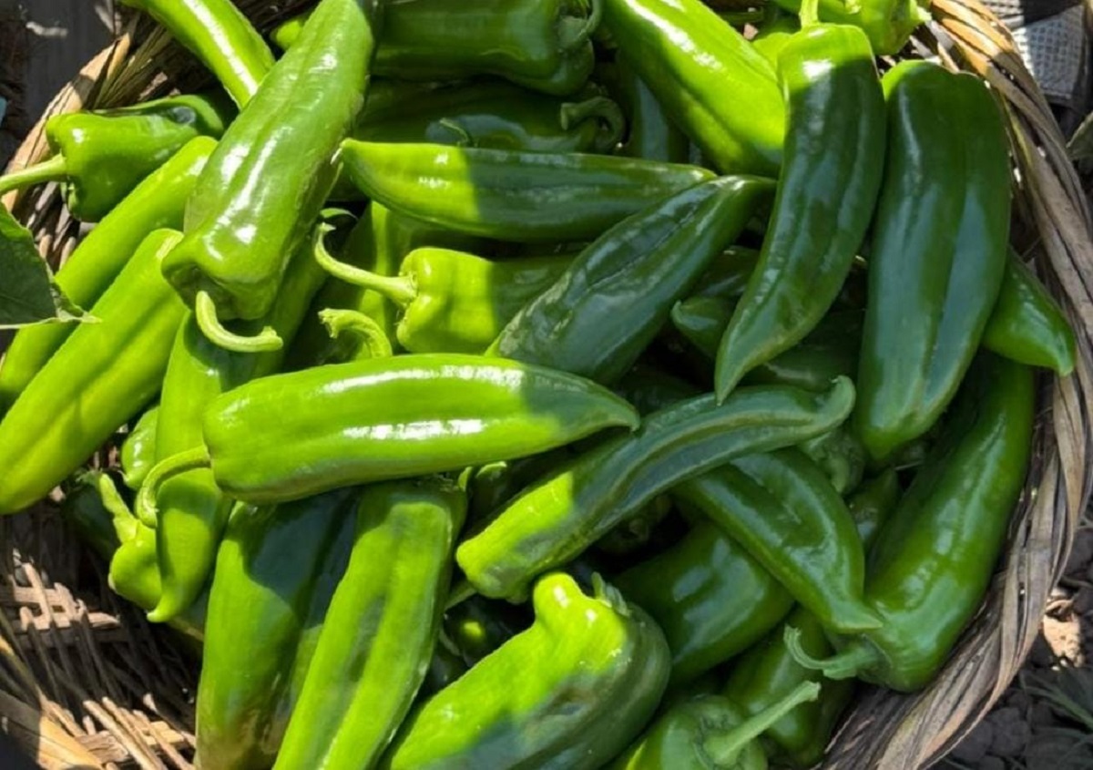 Se generalizan cortes de tomatillo y chile en Escuinapa, Sinaloa, pero los precios están por los ‘suelos’: AARLC
