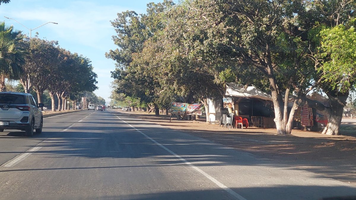 Prevalece anarquía en álamos de la Mochis-Topo; acaparan lotes y derriban árboles sin control