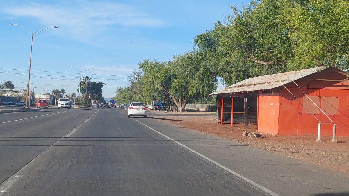 Negocios en carretera Los Mochis-Topolobampo deberán responsabilizarse si clientes sufren accidente debajo de álamos: Protección Civil